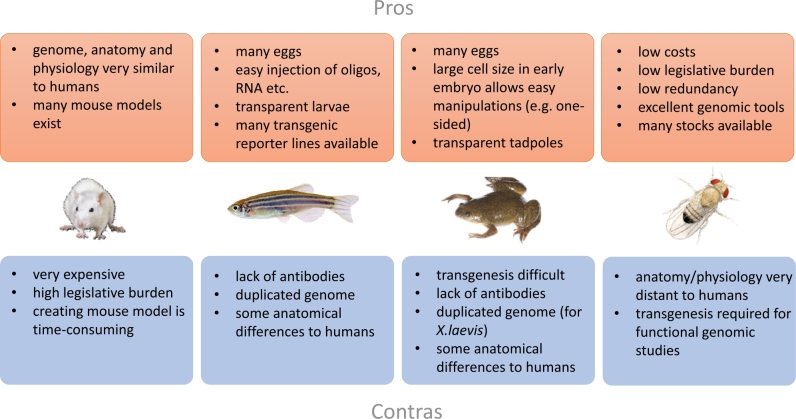 Model organisms for functional validation in genetic renal disease.