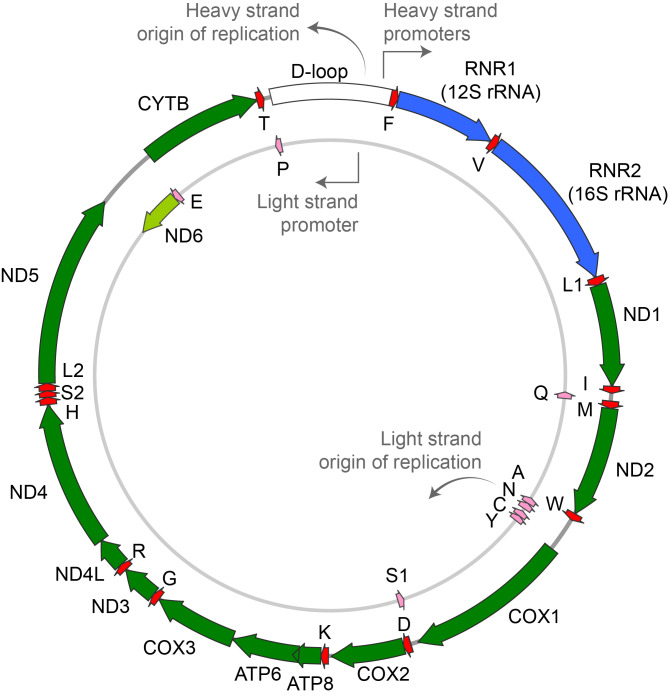 Precision mitochondrial medicine.