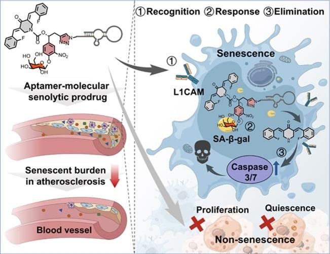 Engineering Hierarchical Recognition-Mediated Senolytics for Reliable Regulation of Cellular Senescence and Anti-Atherosclerosis Therapy