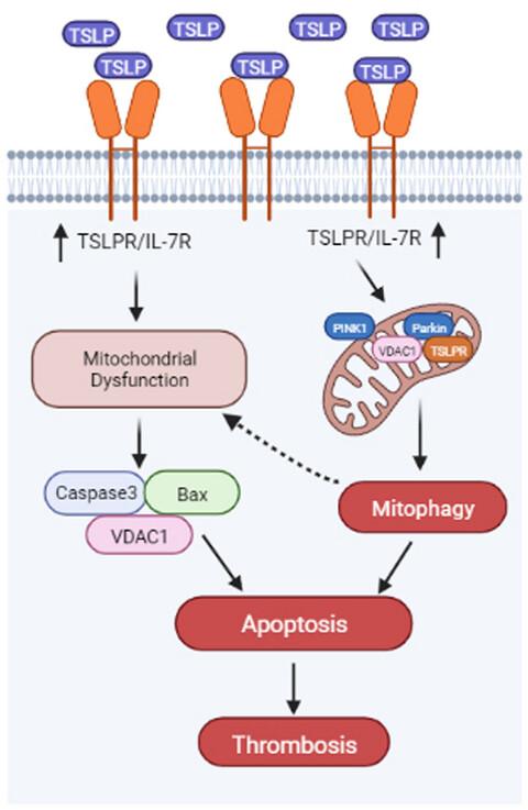 Thymic stromal lymphopoietin induces platelet mitophagy and promotes thrombosis in Kawasaki disease