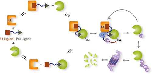 Modeling the Effect of Cooperativity in Ternary Complex Formation and Targeted Protein Degradation Mediated by Heterobifunctional Degraders