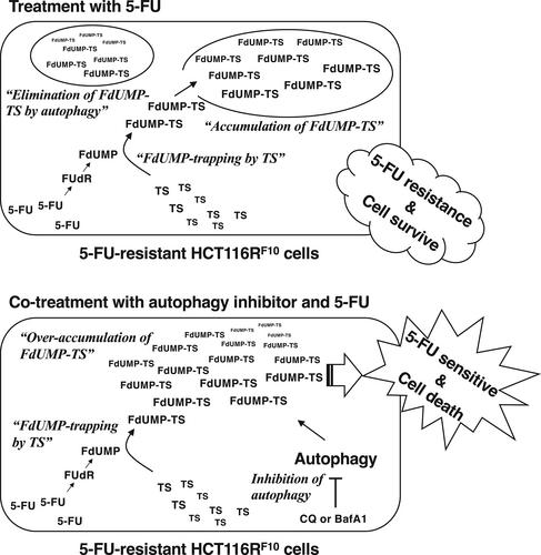 Regulation of 5-fluorodeoxyuridine monophosphate-thymidylate synthase ternary complex levels by autophagy confers resistance to 5-fluorouracil