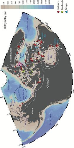 Revised marine reservoir offset (ΔR) values for molluscs and marine mammals from Arctic North America