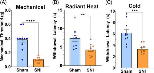 Neuropathic pain as a trigger for histone modifications in limbic circuitry