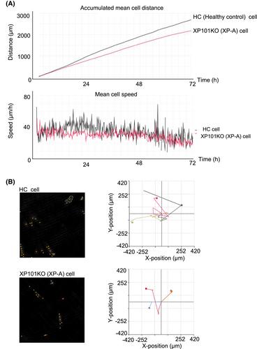 Cell migration is impaired in XPA-deficient cells