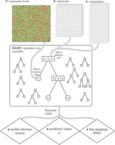 Sparse prediction informed by genetic annotations using the logit normal prior for Bayesian regression tree ensembles