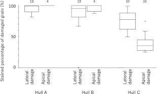 Staining procedure to identify paddy with gaps vulnerable to Stenotus rubrovittatus and Trigonotylus caelestialium (Hemiptera: Miridae)