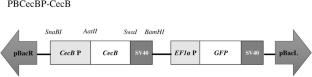 Inducible overexpression of cecropin B decreases the susceptibility of the transgenic silkworm, Bombyx mori (Lepidoptera: Bombycidae), to bacteria