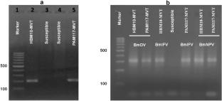 Development of productive multi-viral disease-tolerant bivoltine silkworm breeds of Bombyx mori (Lepidoptera: Bombycidae)