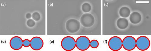 Generation of Bilayer Asymmetry and Membrane Curvature by the Sugar-Cleaving Enzyme Invertase