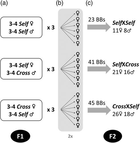 Between-partner concordance of vertically transmitted gut microbiota diminishes reproductive output in the dung beetle Onthophagus taurus