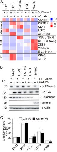 Olfactomedin 4 associates with expression of differentiation markers but not with properties of cancer stemness, EMT nor metastatic spread in colorectal cancer