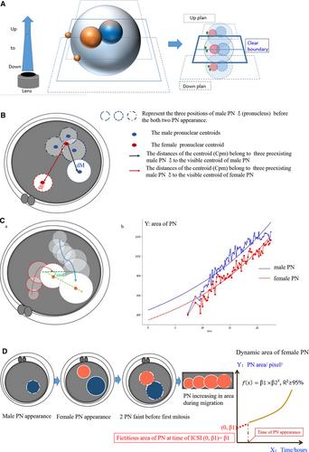 Variation of Female Pronucleus Reveals Oocyte or Embryo Chromosomal Copy Number Variations