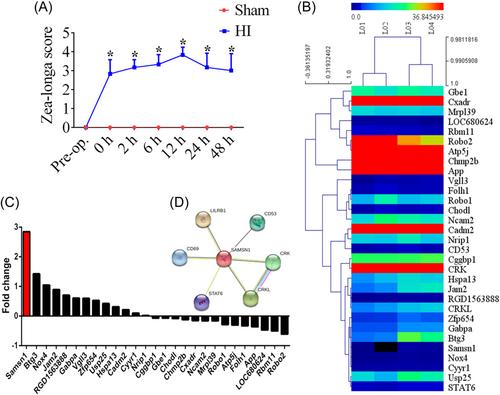 Suppression of SAMSN1 contributes to neuroprotection in neonatal rats suffering from hypoxic–ischemic encephalopathy injury