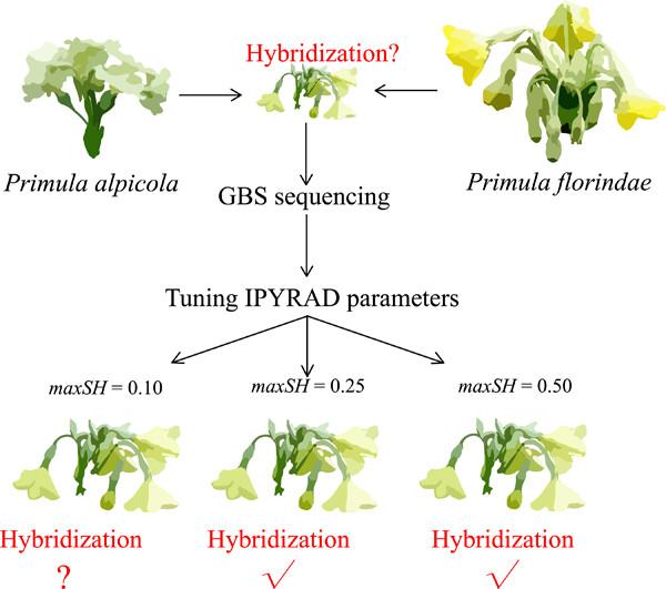 Excessive and asymmetrical removal of heterozygous sites by maxSH biases downstream population genetic inference: Implications for hybridization between two primroses