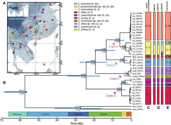 Integrative taxonomy of the stalk-eyed bug genus Chauliops (Heteroptera: Malcidae: Chauliopinae) reveals orogeny-driven speciation