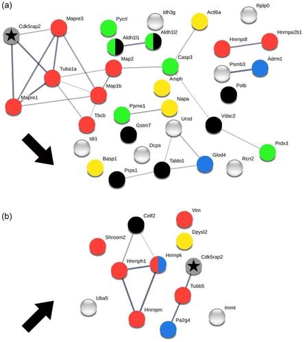 Proteome changes in autosomal recessive primary microcephaly