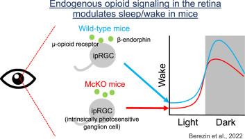 Endogenous opioid signaling in the retina modulates sleep/wake activity in mice