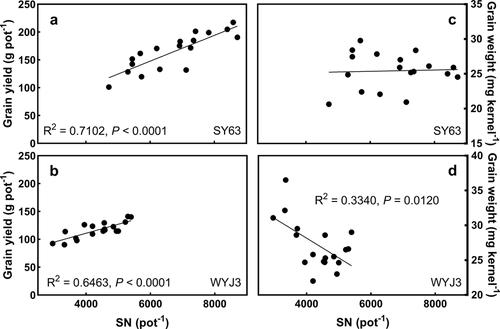 Yield loss in rice by acute ozone pollution could be recovered