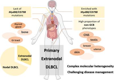 Primary extranodal diffuse large B-cell lymphoma: Molecular features, treatment, and prognosis