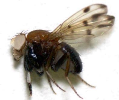 Contribution of visual stimuli to mating and fighting behaviors of Drosophila prolongata