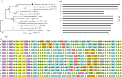 Unusual mitochondrial tRNA rearrangements in stingless bee Tetragonula pagdeni and phylogenetic analysis