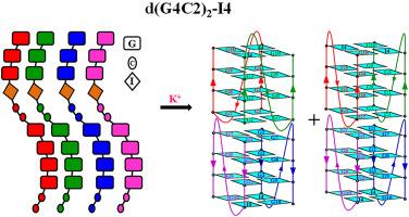 The parallel tetrameric DNA G-quadruplex formed by the two-repeat C9orf72 GGGGCC sequence in solution
