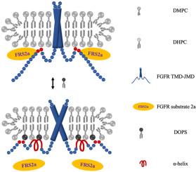 NMR and biochemical characterization of the interaction between FGFR1 juxtamembrane domain and phospholipids