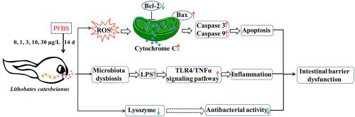 Waterborne sub-lethal exposure to perfluorobutanesulfonate causes intestinal dysbiosis in tadpoles of Lithobates catesbeianus