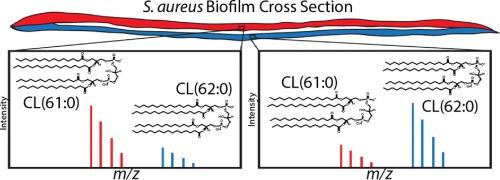 Imaging mass spectrometry reveals complex lipid distributions across Staphylococcus aureus biofilm layers