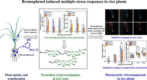 Bromophenol Induced Multiple Stress Responses in Rice Plants: Impact of Doses and Congener Structures