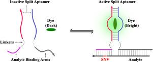 A self-assembling split aptamer multiplex assay for SARS-COVID19 and miniaturization of a malachite green DNA-based aptamer