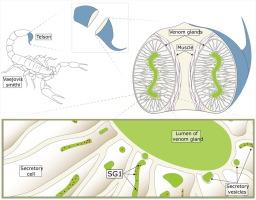 The divergent genome of Scorpion Group 1 (SG1) intracellular bacterium from the venom glands of Vaejovis smithi (Scorpiones: Vaejovidae)