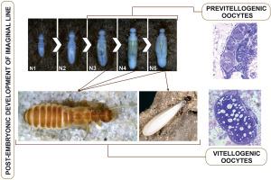 Post-embryonic development of the female reproductive system of the Neotropical termite Silvestritermes euamignathus (Isoptera: Termitidae: Syntermitinae)