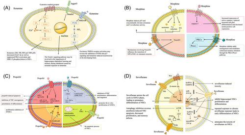 Research progress on the effects and mechanisms of anesthetics on neural stem cells