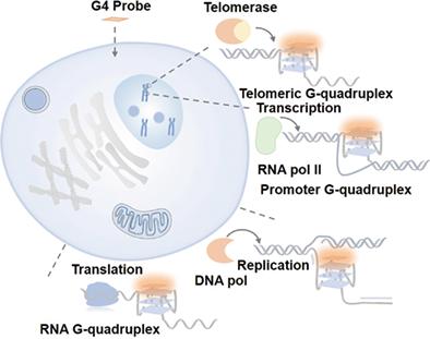 Advances in G-quadruplexes-based fluorescent imaging