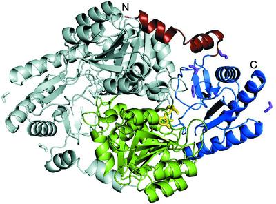 Crystal structure of Sphingobacterium multivorum serine palmitoyltransferase complexed with tris(hydroxymethyl)aminomethane