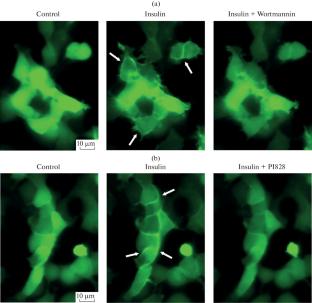 Monitoring Agonist-Induced Activity of PI3-Kinase in HEK-293 with a Genetically Encoded Sensor