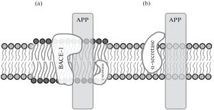 The Role of Lipid Domains and Physical Properties of Membranes in the Development of Age-Related Neurodegenerative Diseases