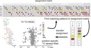 Rapid and reliable RNA resonance assignment by combining chemical and enzymatic stable isotope labeling