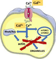 7T MRI and molecular studies of Dotarem (gadoterate meglumine) retention in macrophages.