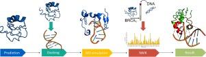 Coupled MD simulations and NMR reveal that the intrinsically disordered domain of the breast-cancer susceptibility 1 protein (BRCA1) binds head-on to DNA double-strand ends