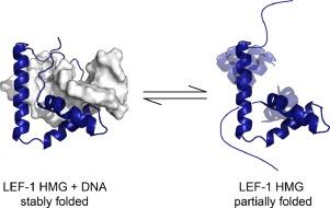 The LEF-1 high-mobility group box adopts residual structure in its DNA-free form