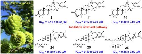 Pseudoamaolides A-O, anti-inflammatory triterpene spiroketal lactones from seeds of Pseudolarix amabilis