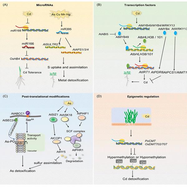 Molecular mechanisms underlying the toxicity and detoxification of trace metals and metalloids in plants