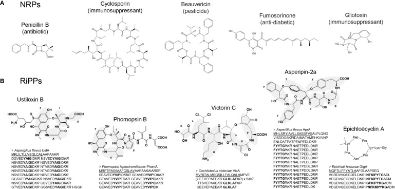 How to improve the production of peptidyl compounds in filamentous fungi.