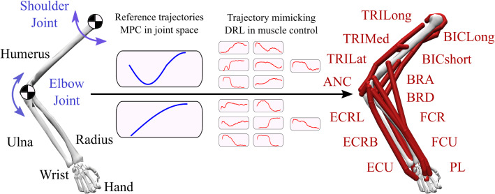 Optimum trajectory learning in musculoskeletal systems with model predictive control and deep reinforcement learning.