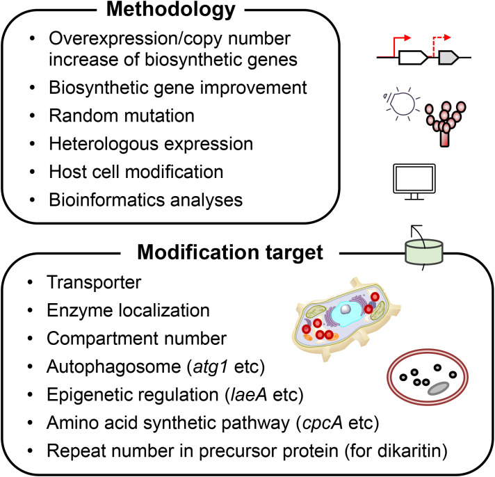 How to improve the production of peptidyl compounds in filamentous fungi.