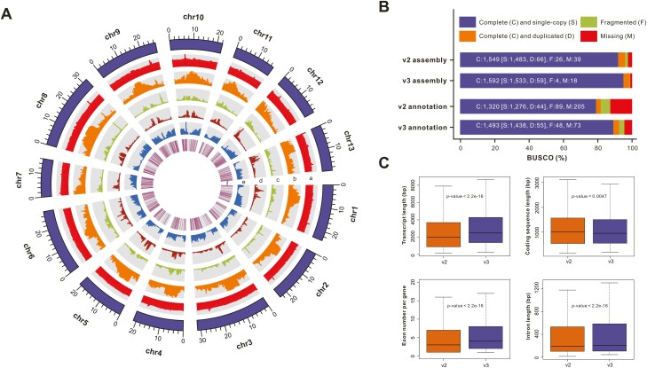 Improved assembly and annotation of the sesame genome.