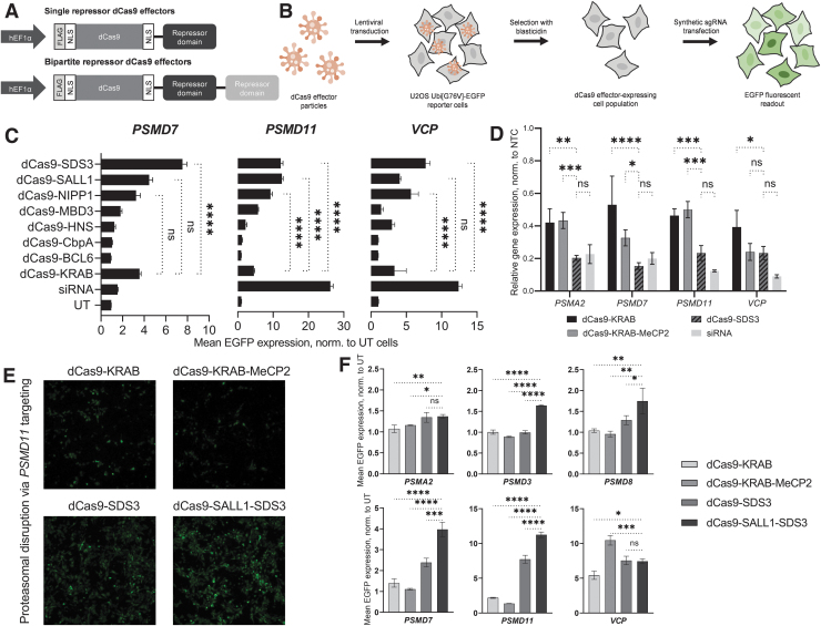 A Novel CRISPR Interference Effector Enabling Functional Gene Characterization with Synthetic Guide RNAs.